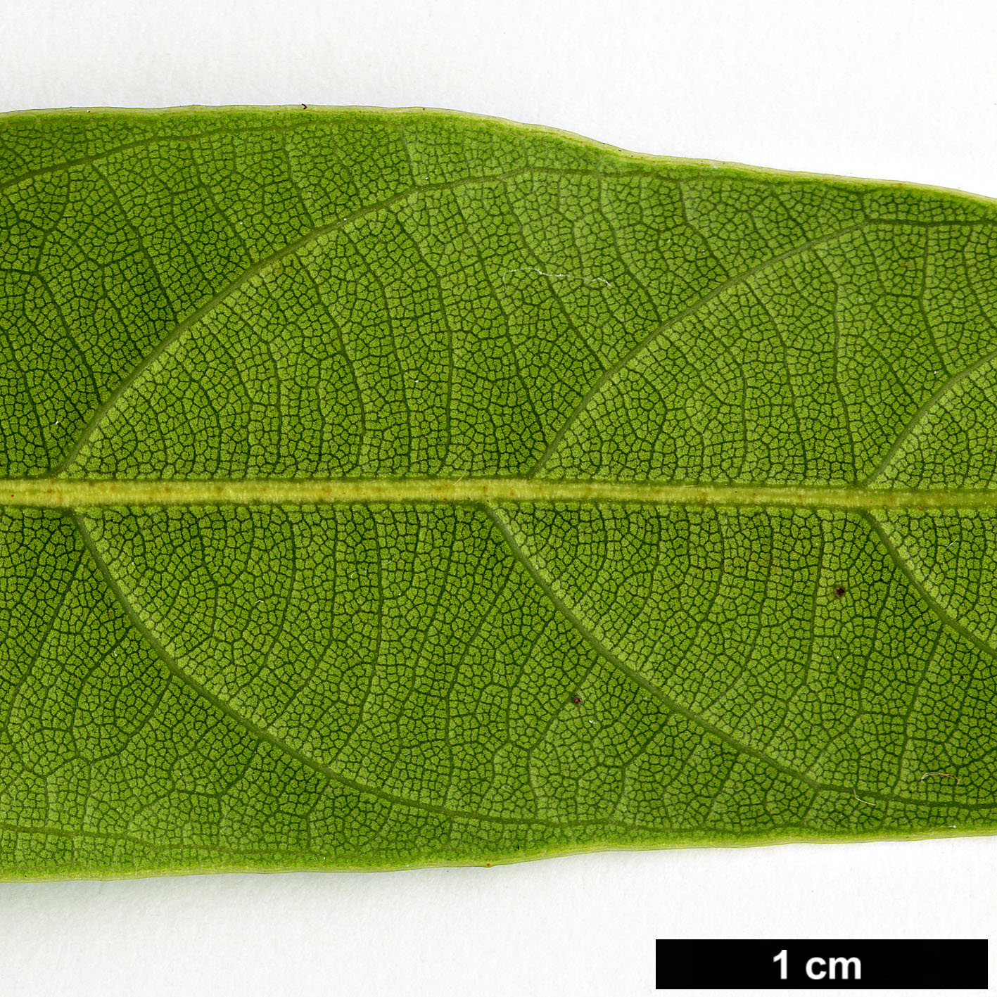 High resolution image: Family: Fagaceae - Genus: Lithocarpus - Taxon: brevicaudatus